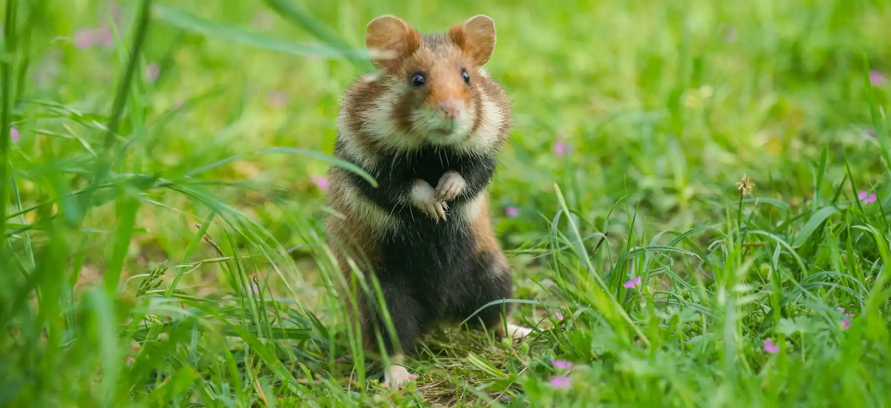 Hamster Pet The Joy of Choosing a Tiny Companion european hamster