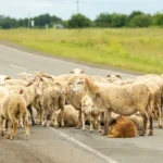 Hope Beyond Roadkill Protecting Wildlife on Modern Roads flook of sheeps on the road