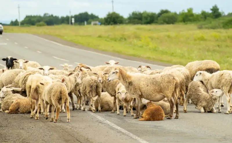 Hope Beyond Roadkill: Protecting Wildlife on Modern Roads