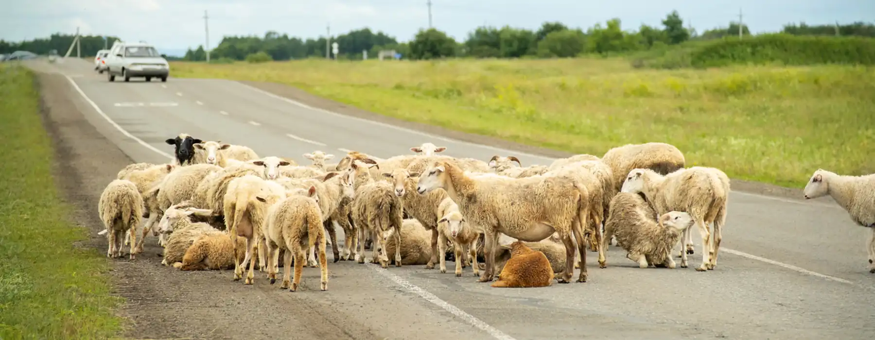 Hope Beyond Roadkill Protecting Wildlife on Modern Roads flook of sheeps on the road