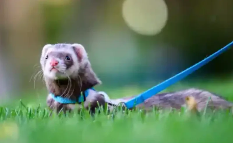 Joyful Companionship: Life With a Ferret