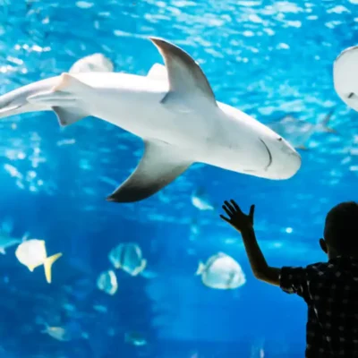 Marine life parks: Living Wonders of the Sea