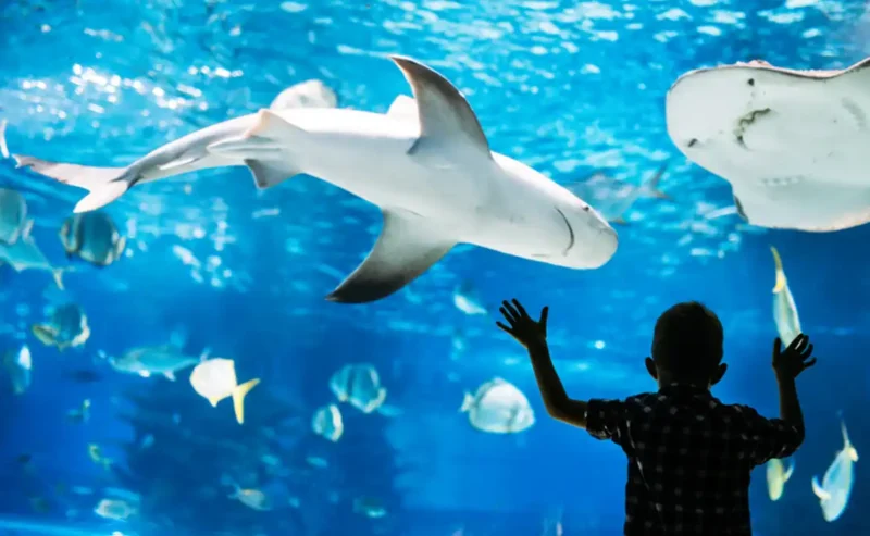 Marine life parks: Living Wonders of the Sea