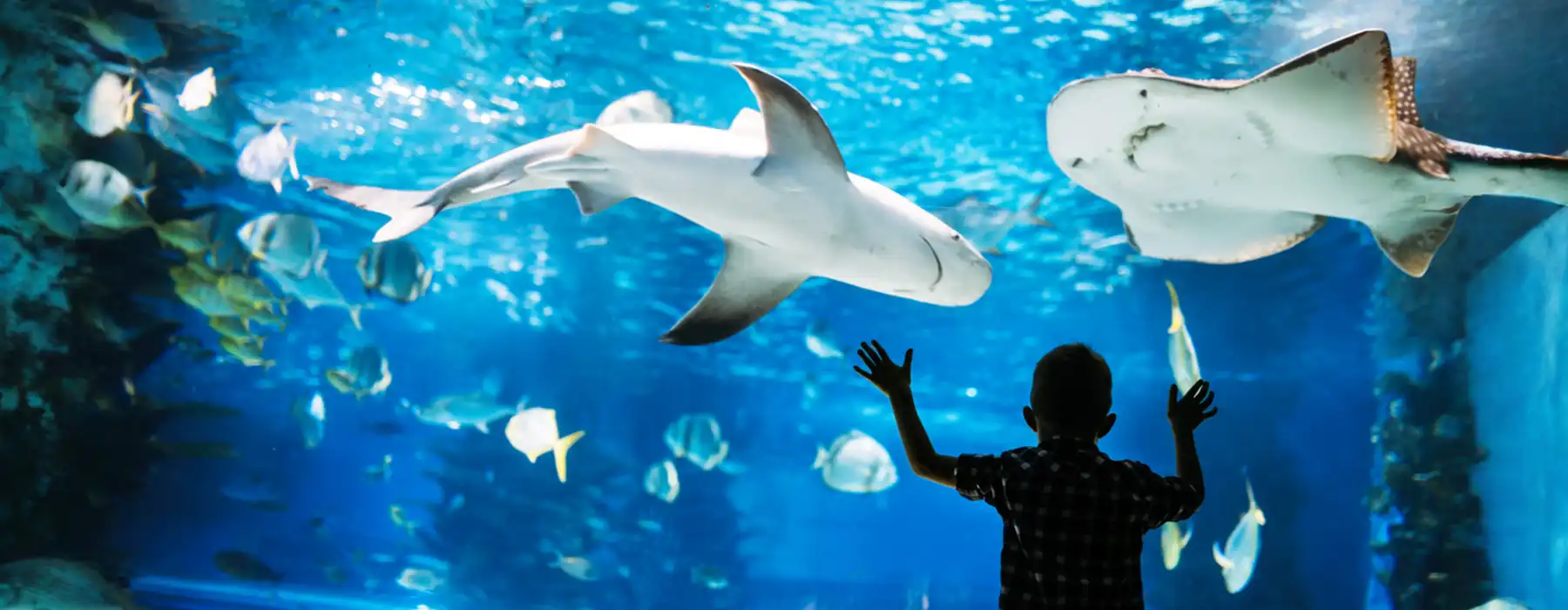 Marine life parks Living Wonders of the Sea