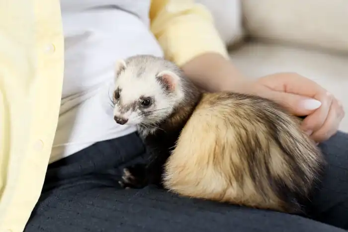 Owner with cute ferret on sofa