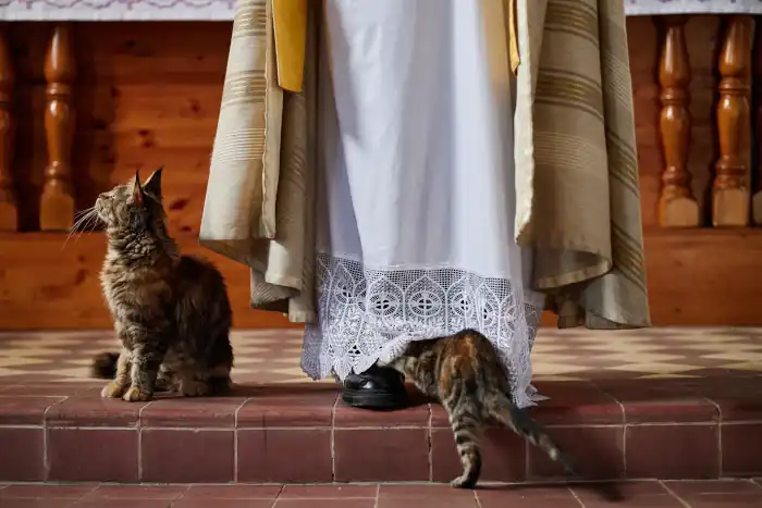 Priest in church with cats