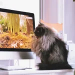 Real Pet vs Robot Pet Hope in Companionship in a World of Changing Connections, cat watching the movie