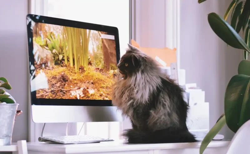 Real Pet vs Robot Pet: Hope in Companionship in a World of Changing Connections