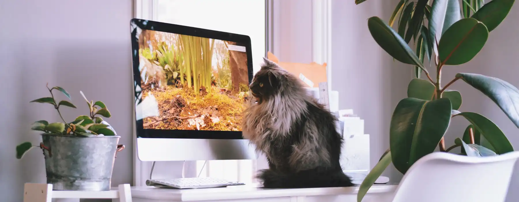 Real Pet vs Robot Pet Hope in Companionship in a World of Changing Connections, cat watching the movie