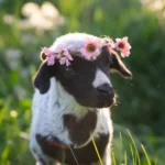 Sacred Bonds of Love; Blessing of the Animals, lamb with flower wreath