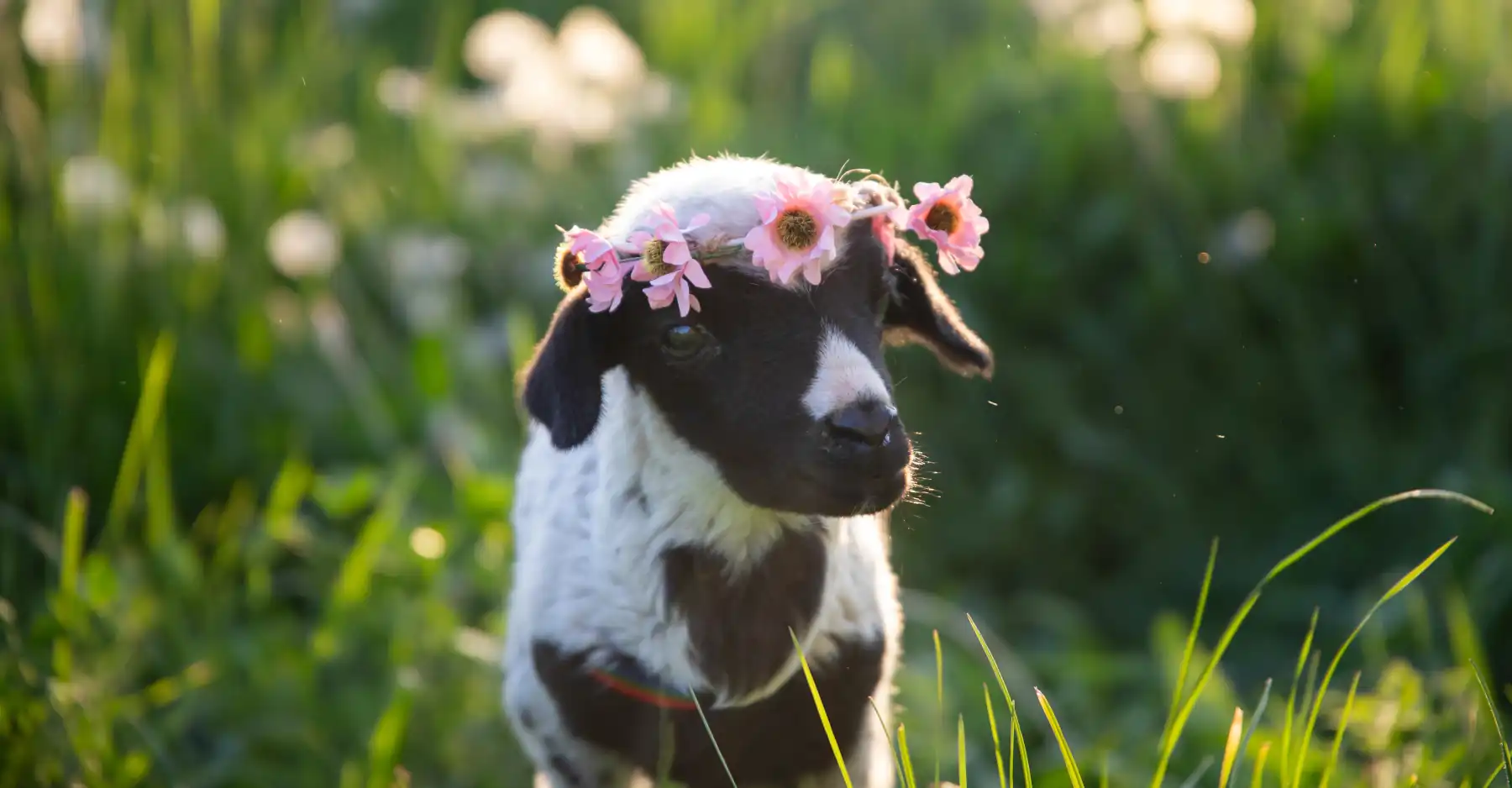 Sacred Bonds of Love; Blessing of the Animals, lamb with flower wreath
