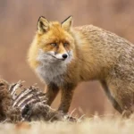 Wildlife Hopeful Paths for Nature’s Future, red fox eating from an animal carcass in autmn dry meadow, red fox standing on dry meadow in autumn nature