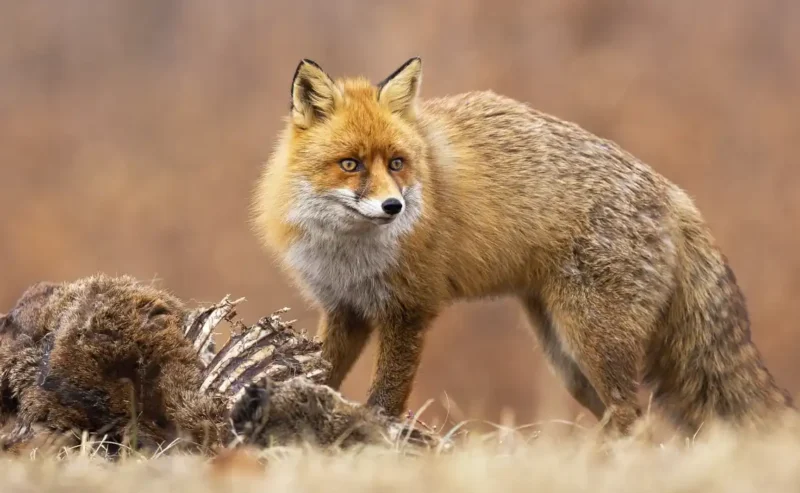 Wildlife Hopeful Paths for Nature’s Future