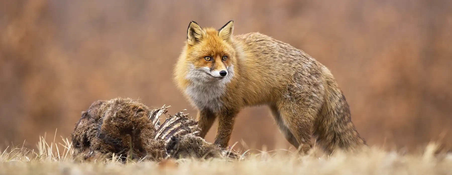 Wildlife Hopeful Paths for Nature’s Future, red fox eating from an animal carcass in autmn dry meadow, red fox standing on dry meadow in autumn nature