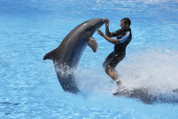bottlenose dolphins and trainer Loro parque Tenerife