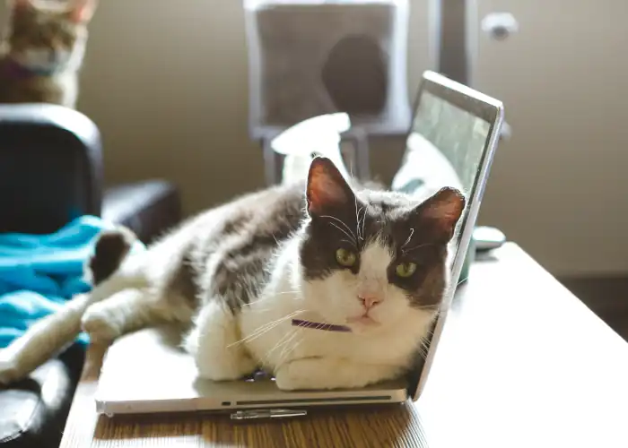 cat on laptop