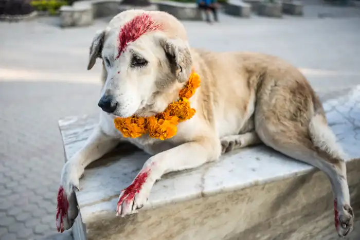 dog with flowers and red spots for the festival