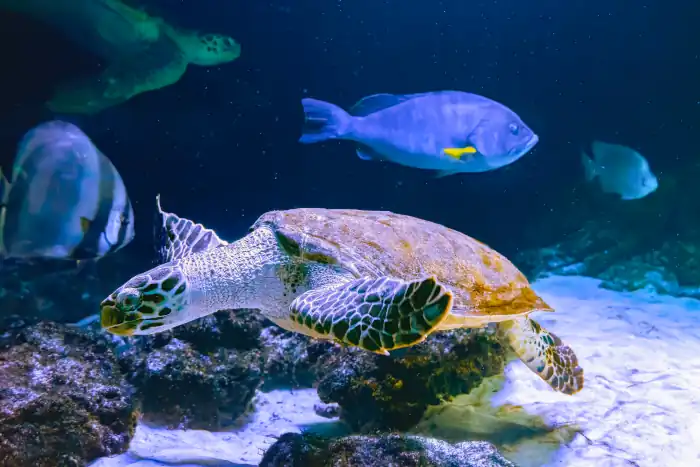 green sea turtle chelonia mydas swimming in aquarium