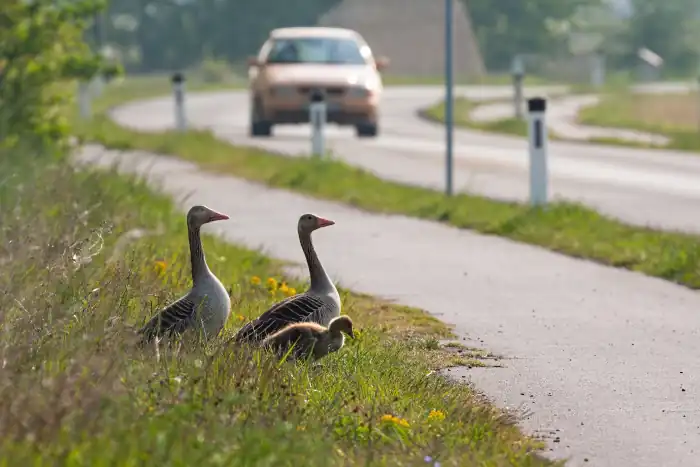 greylag goose family about to cross a road with gosling