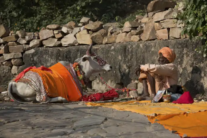man in traditional attire resting next to a decorated cow