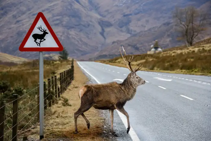 red deer stag scotland crossing the road