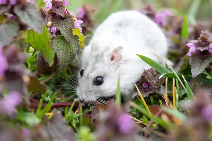 white hamster in the garden