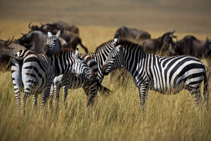 zebras in an open field in masai mara kenya