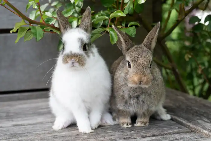 Brown and white rabbits on a wooden terrace