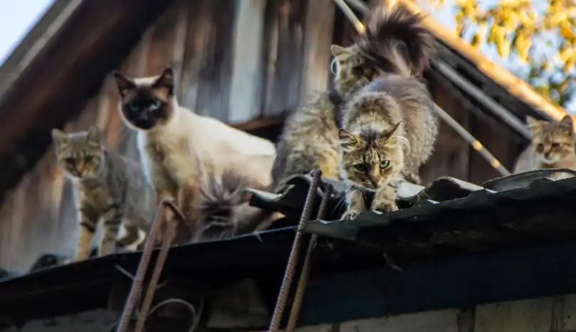Cats on the roof