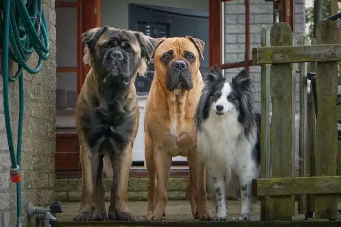 Dogs outdoor on the porch
