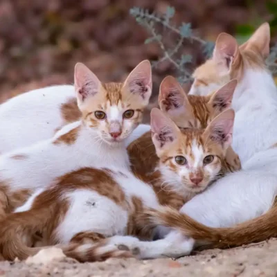 Feline Viral Diseases; Hope Beyond the Diagnosis of Fiv, Felv, and Fip, kittens with their momm