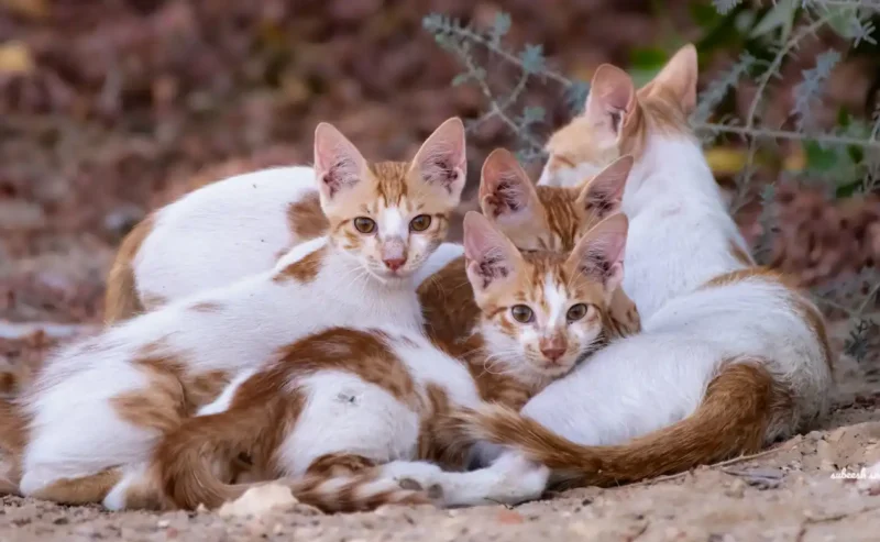 Feline Viral Diseases; Hope Beyond the Diagnosis of Fiv, Felv, and Fip