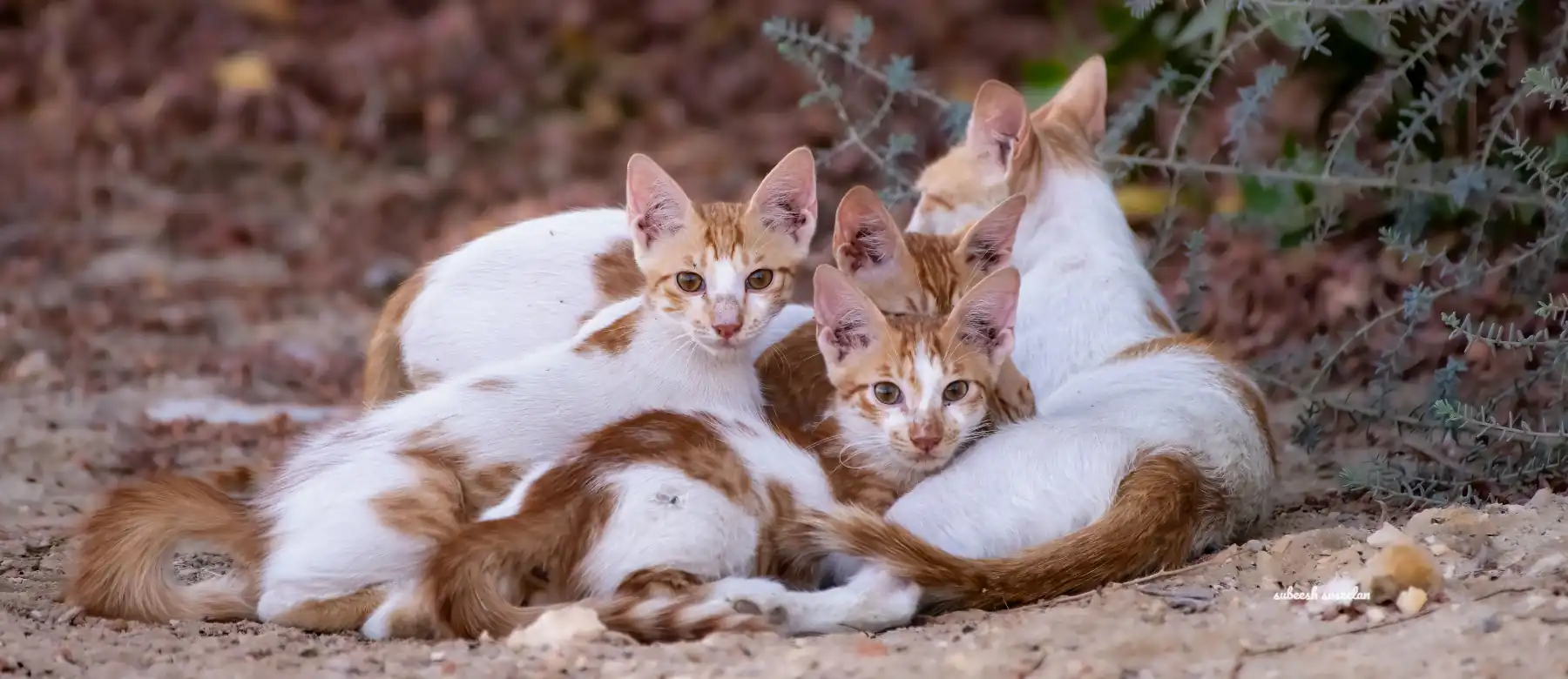 Feline Viral Diseases; Hope Beyond the Diagnosis of Fiv, Felv, and Fip, kittens with their momm