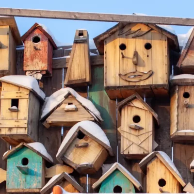 Joyful Balance Understanding Your Bird’s Nesting Instincts Without Stress, bird feeders birdhouses