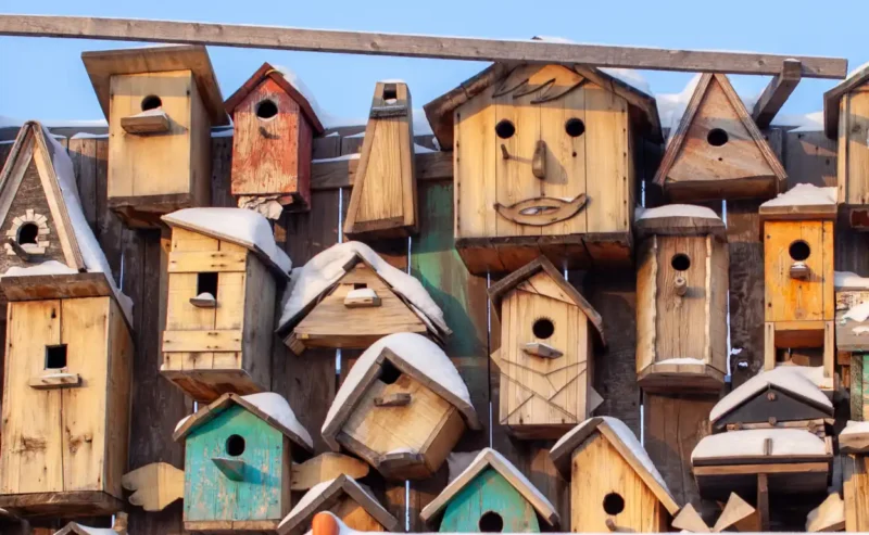 Joyful Balance: Understanding Your Bird’s Nesting Instincts Without Stress