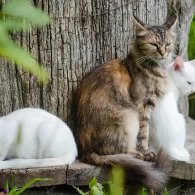 Pet Environment Safety A Happier, Greener Life for Animals and People, cat and two white kittens in the garden