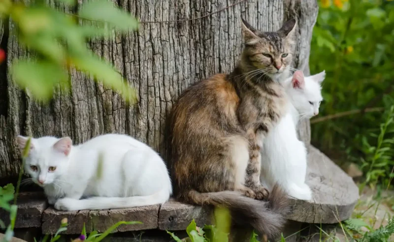 Pet Environment Safety: A Happier, Greener Life for Animals and People