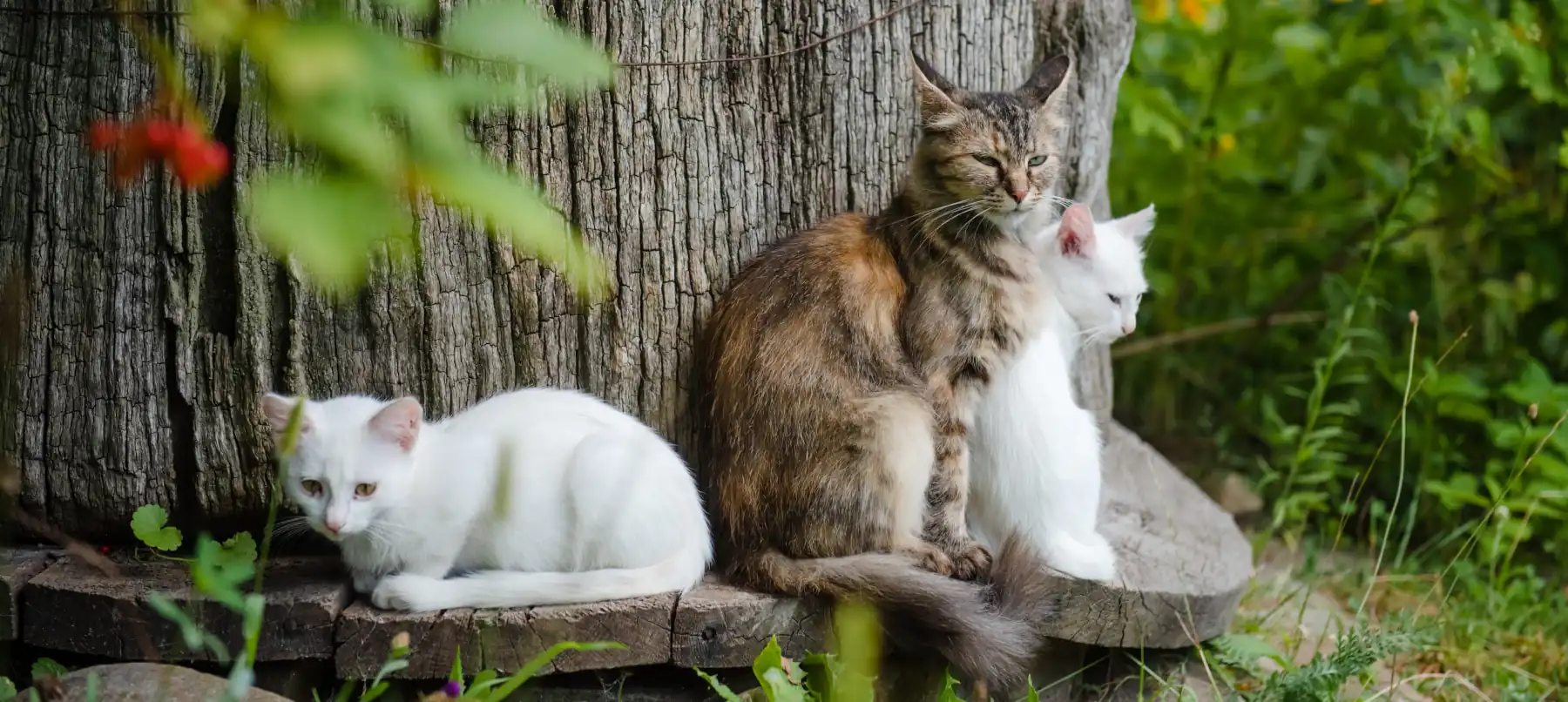 Pet Environment Safety A Happier, Greener Life for Animals and People, cat and two white kittens in the garden