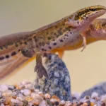 The Exciting World of Reptile Spring Awakening, pair of palmate newt swimming in-natural aquatic
