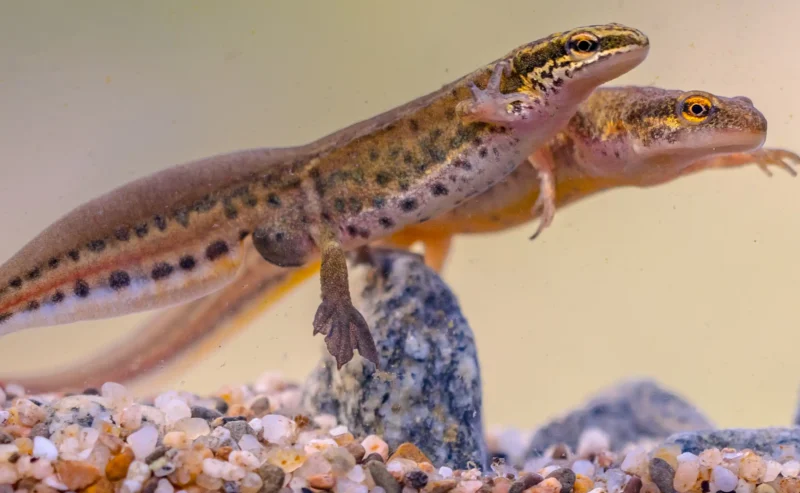 The Exciting World of Reptile Spring Awakening