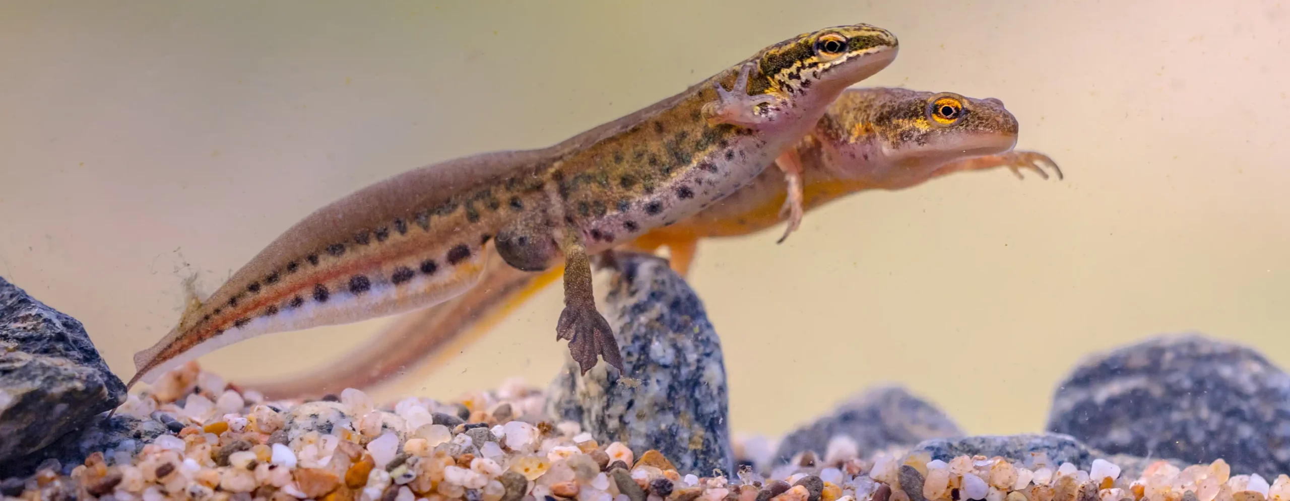 The Exciting World of Reptile Spring Awakening, pair of palmate newt swimming in-natural aquatic