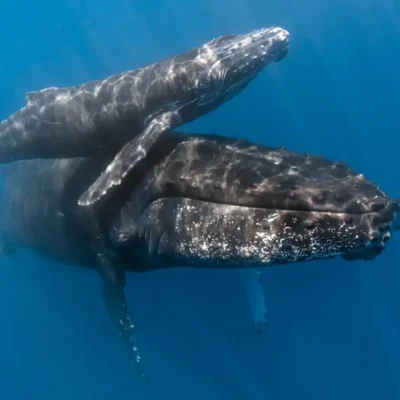 The Fascinating Rhythm of Life Beneath the Waves