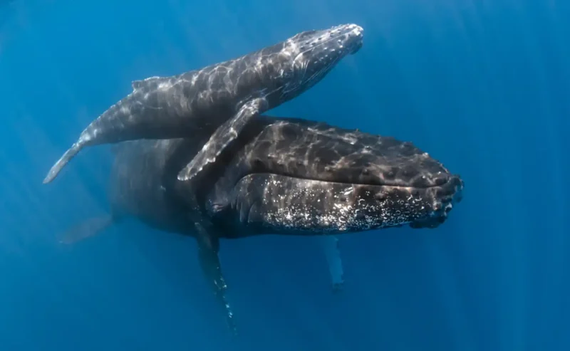 The Fascinating Rhythm of Life Beneath the Waves