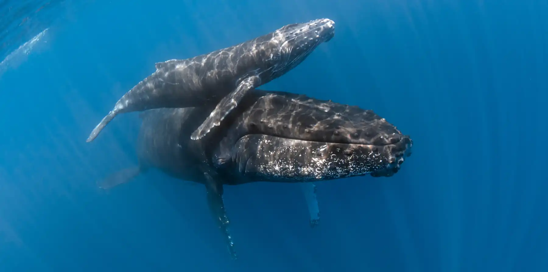 The Fascinating Rhythm of Life Beneath the Waves, mother and calf humpback whale