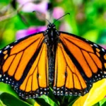 The Joyful Return of Wings Understanding Butterfly Spring Reproduction, monarch butterfly resting on top of a flower