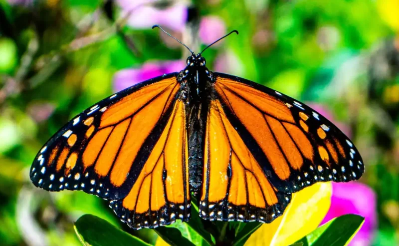 The Joyful Return of Wings: Understanding Butterfly Spring Reproduction