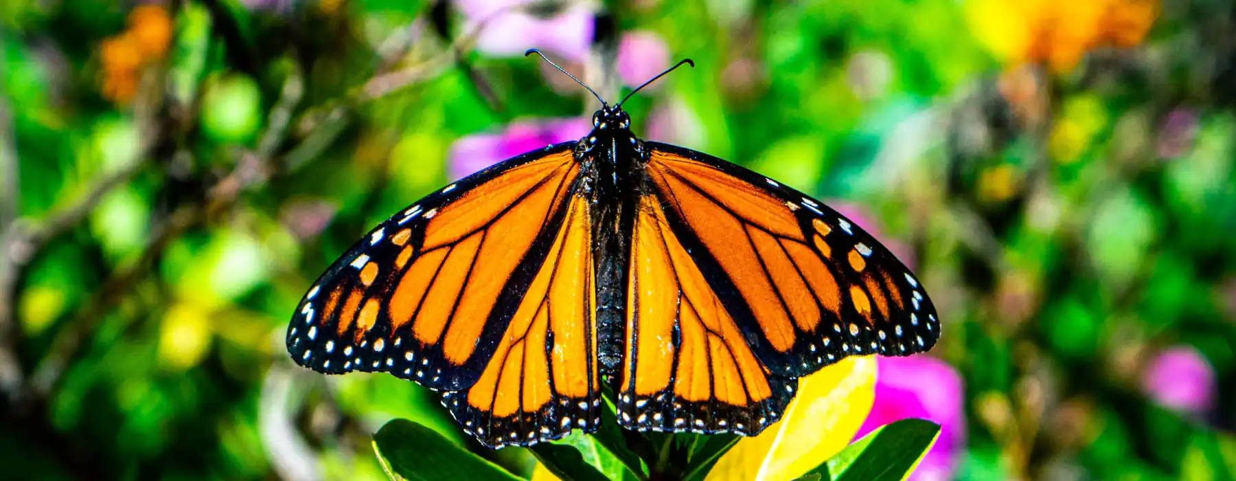 The Joyful Return of Wings Understanding Butterfly Spring Reproduction, monarch butterfly resting on top of a flower