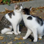 The Joyful Secrets of Cat Mating Season and Body Language, kittens loving eachother