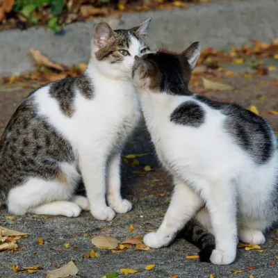 The Joyful Secrets of Cat Mating Season and Body Language