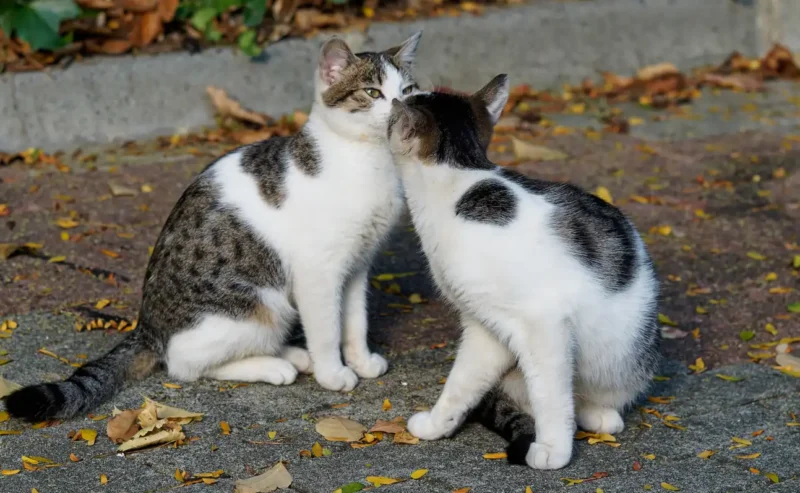 The Joyful Secrets of Cat Mating Season and Body Language